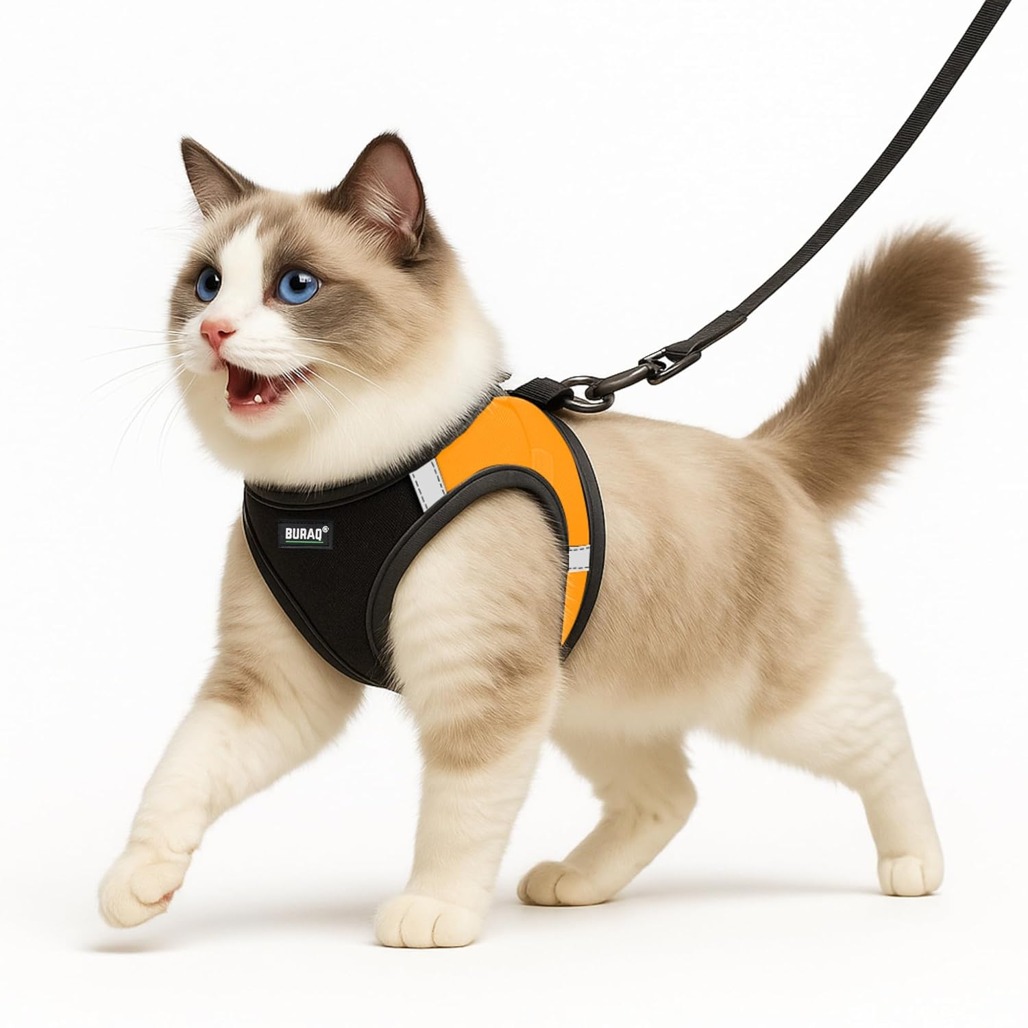 Harness and leash