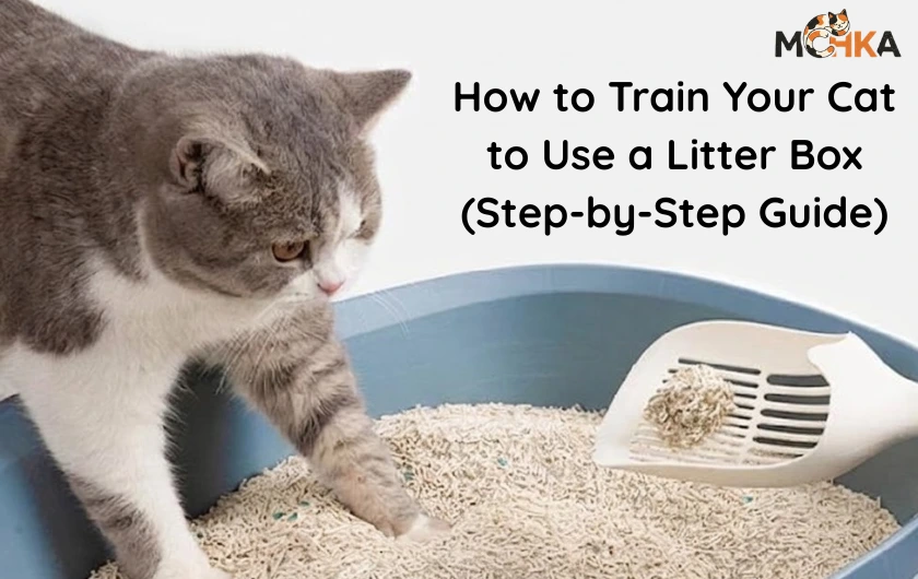 step by step guide to train for litter box (mchka)